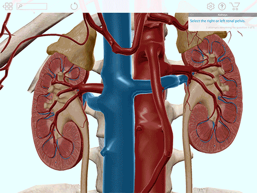A 3D Urinary System Lesson Plan: Creating Interactive ... diagram of cow kidney 